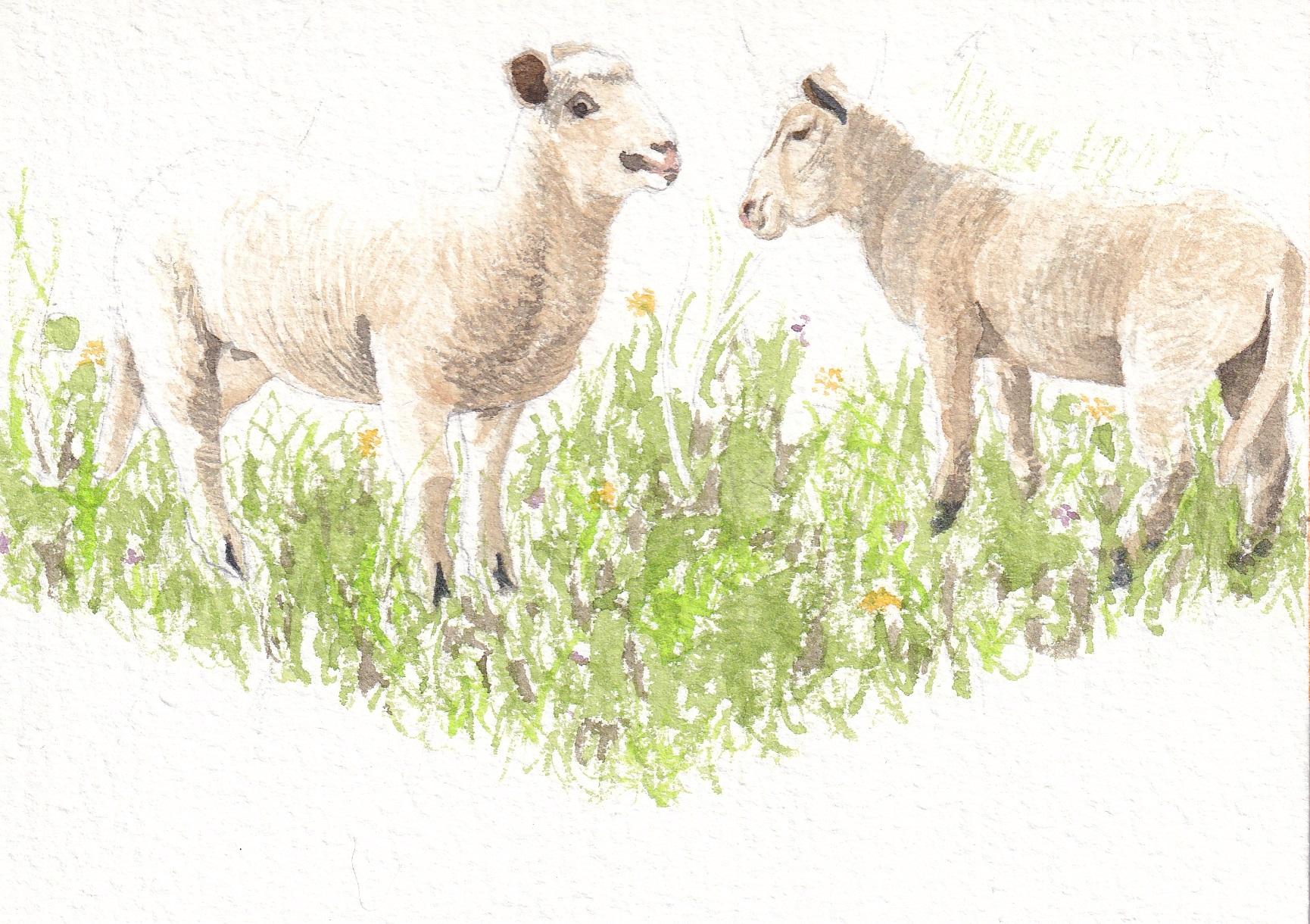 Dessin, Affiche ville de Jouy-en-Josas - Moutons - Aquarelle