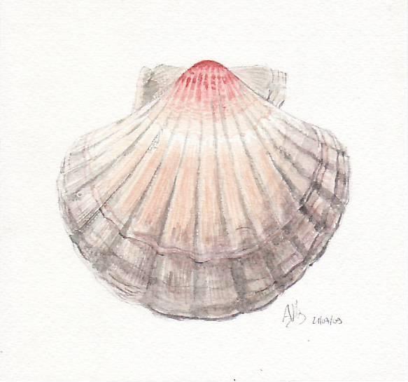 Dessin, Coquille Saint Jacques - Aquarelle